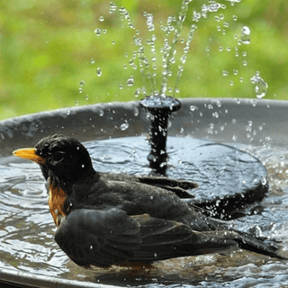 SAKER® Solar Powered Water Fountain