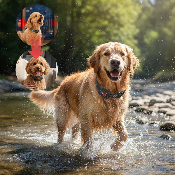 Sakerplus® 800m Remote Dog Training Collar With Display